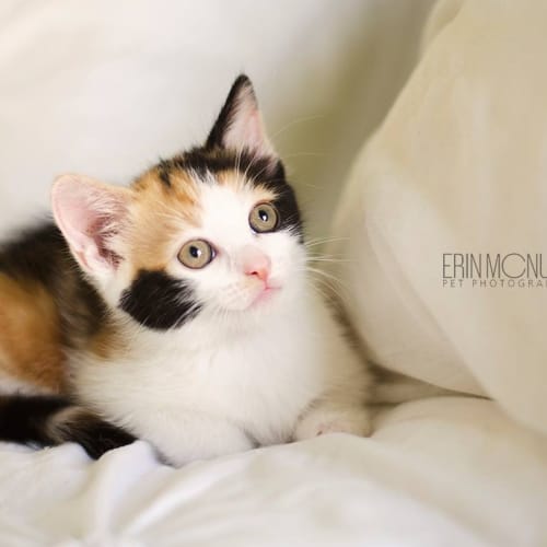 Rosie - available mid Feb