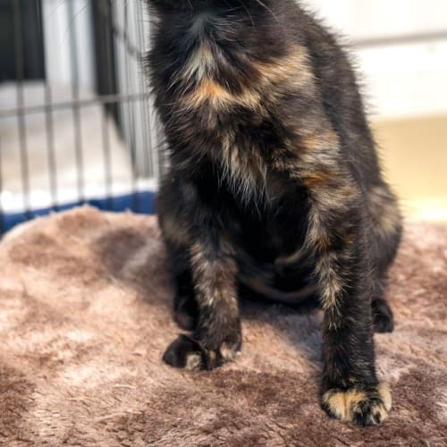 Trish **2nd Chance Cat Rescue**
