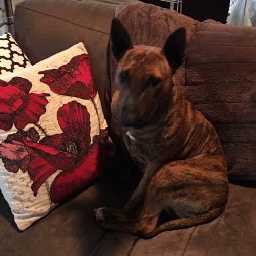 Molly - foster carer needed