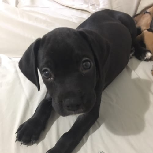 Griswald **Adoption Pending**