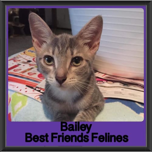Bailey