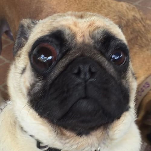 Milo