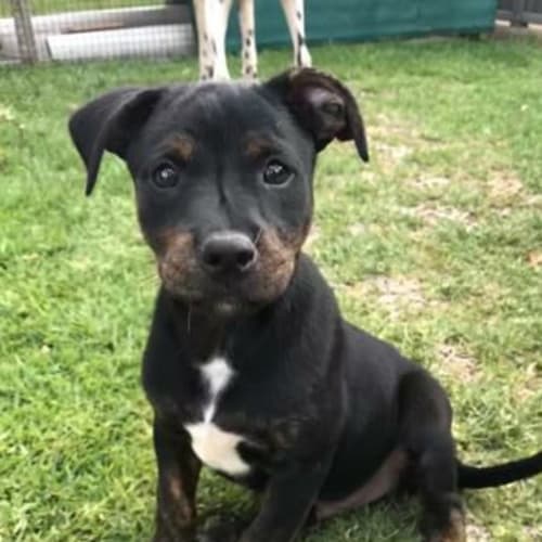 Freddie ~ 4 month old Kelpie x (on trial 11/2/18)