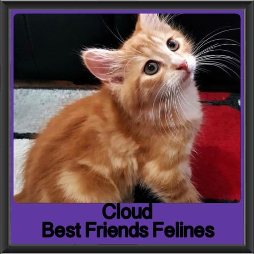 Cloud 