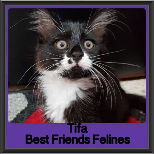 Tifa 