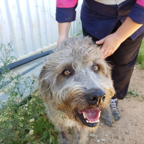 Coco (adoption pending)