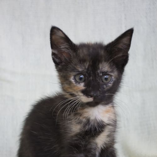 Tina