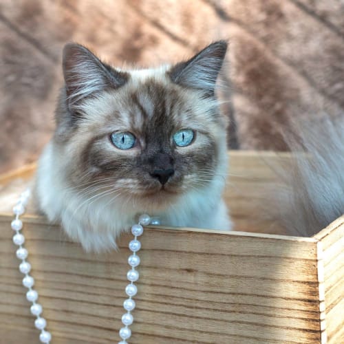 Delilah **2nd Chance Cat Rescue**