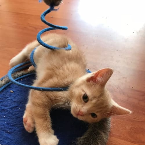 Milena **2nd Chance Cat Rescue**