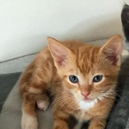 Barni **2nd Chance Cat Rescue**