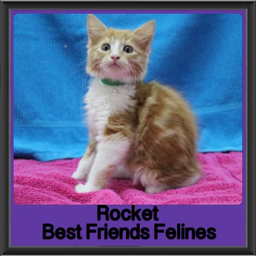 Rocket 