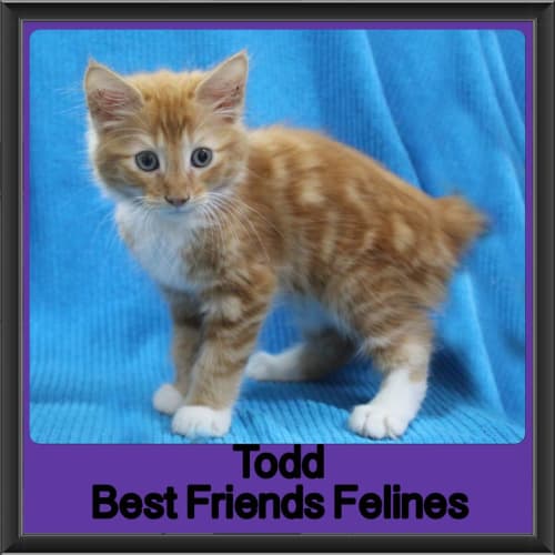 Todd