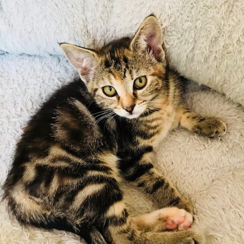Edina **2nd Chance Cat Rescue**