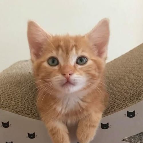 Shannon **2nd Chance Cat Rescue**
