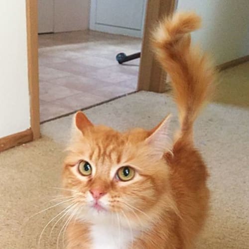 Clover **2nd Chance Cat Rescue**