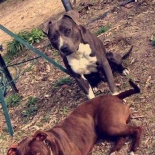 Zara - private rehome (chocolate brown white paws)