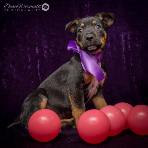 Tamar ~ Kelpie X puppy (on trial 22/2/18)