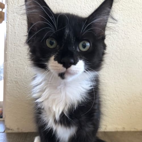Lady Edith **2nd Chance Cat Rescue**