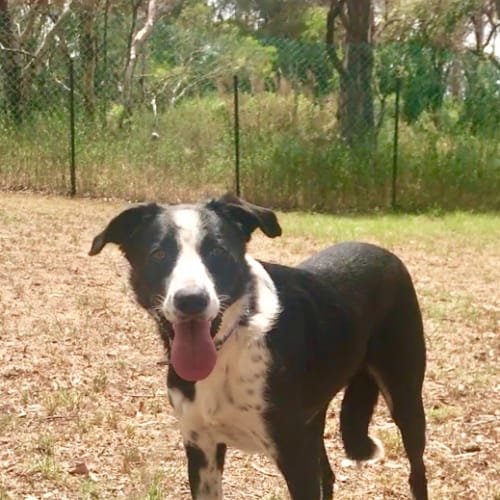 Maggie