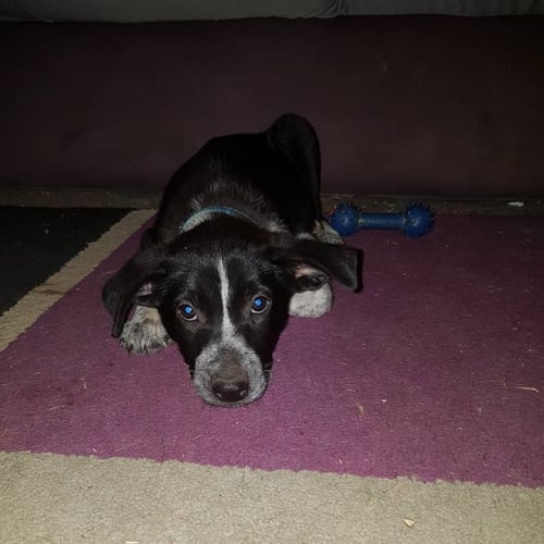 Rollo 