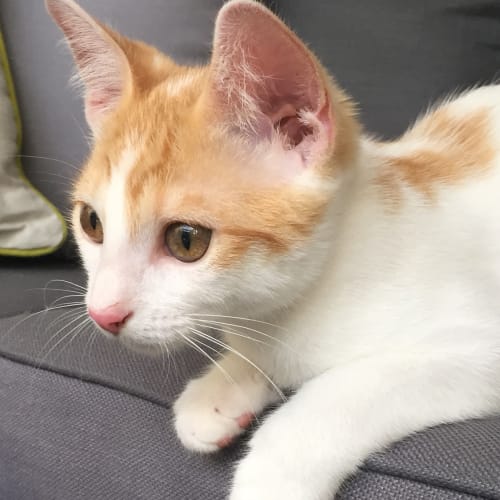 Atlas ~ Kitten (on trial 7/5/2018)