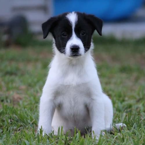 Ziva 
