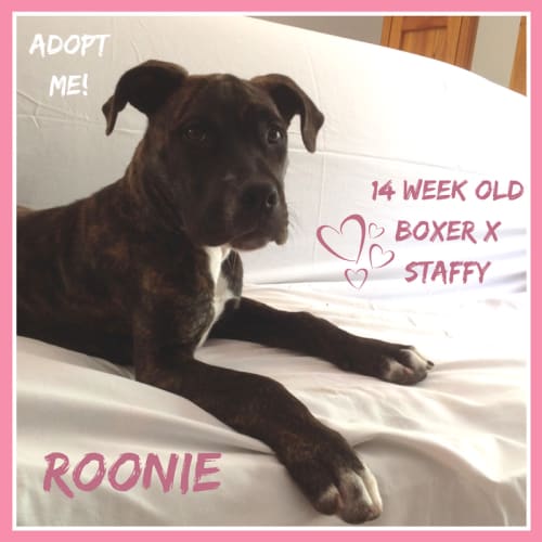 Roonie ~ Boxer x Staffy (on trial 15/2/2018)