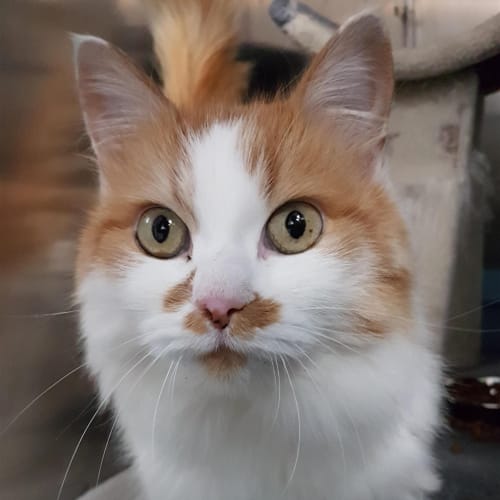 Henrietta