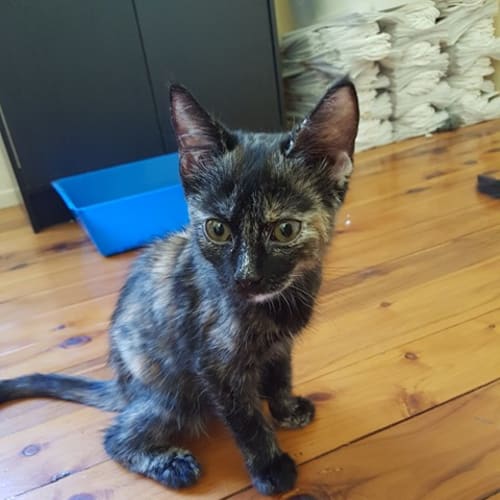 Pepper