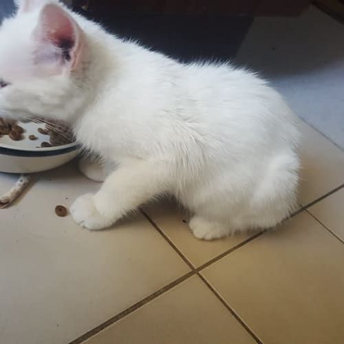 Gizmo
