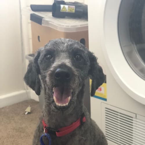 Bear ~ Miniature Poodle (on trial 24/2/2018)