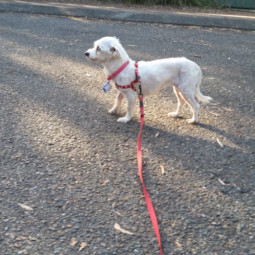 Suki