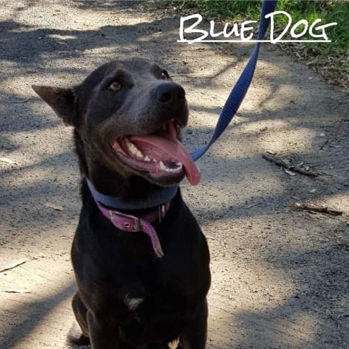 Blue Dog