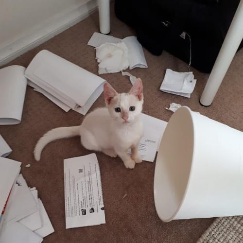 Olaf