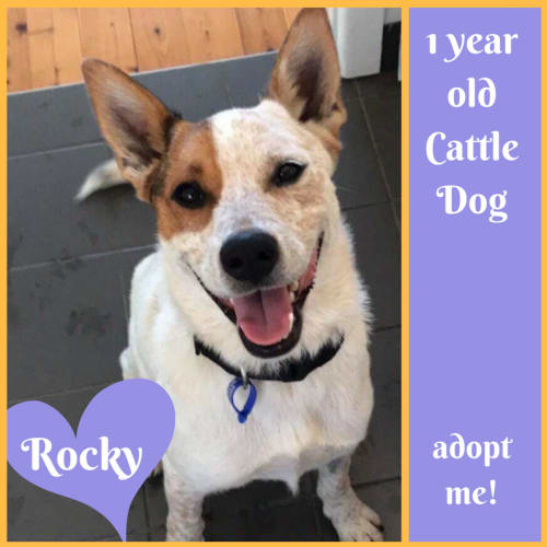 Rocky ~ 1 year old Cattle Dog (on trial 1/3/2018)