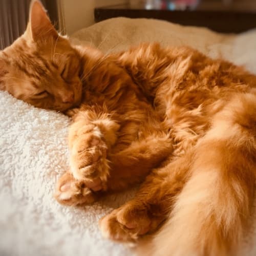 Pete the fluffy friendly ginger tom cat!