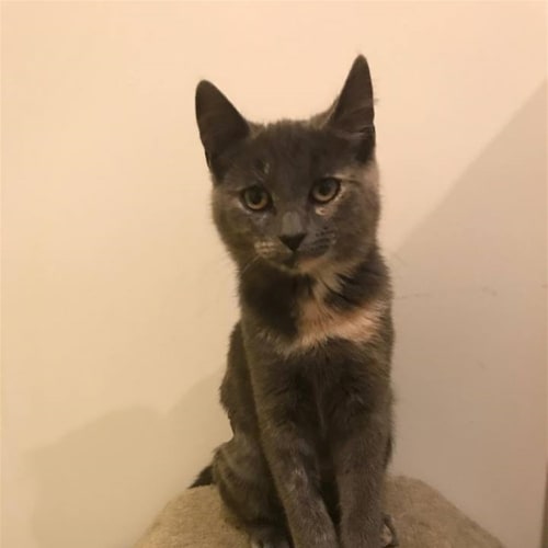 Chelsea (now Luna)