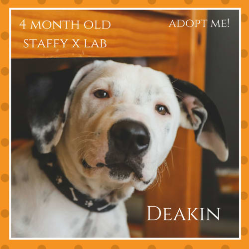 Deakin ~ Staffy x Lab (on trial 25/2/2018)