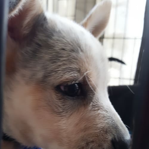 Texx ~ Cattle Dog x Kelpie (on trial 25/3/2018)