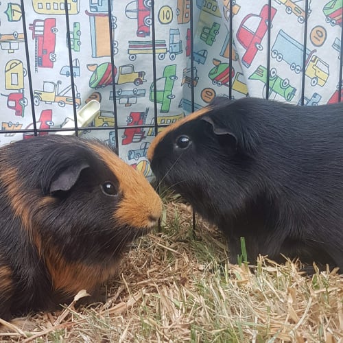 Buddy & Chambers