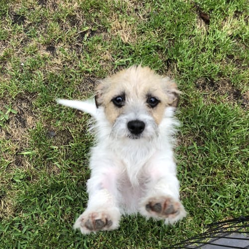 Tallulah
