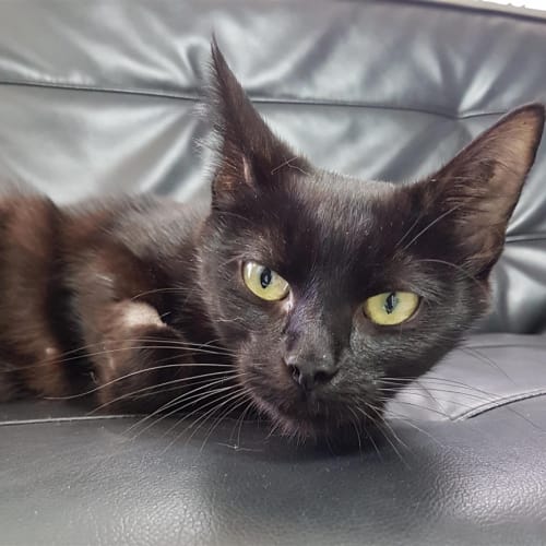 Sooty