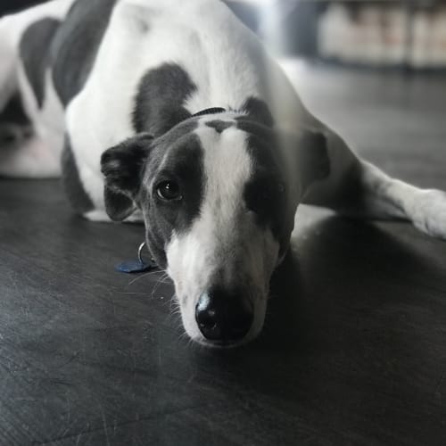Xavier