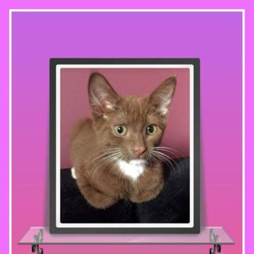 Cadbury