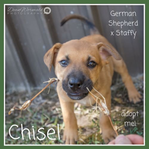 Chisel~German Shepherd x Staffy (on trial 14/2/18)