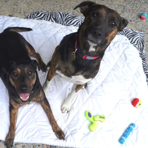 Aria & Rescue