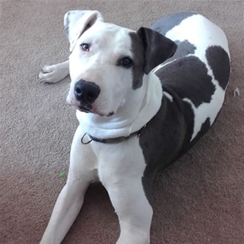 Marvin