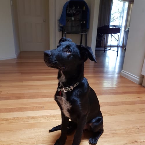 Kole