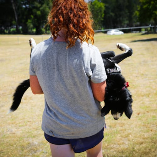 Ollie ~ Border Collie X (on trial 10/3/2018)