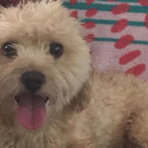 Honey (adoption pending)